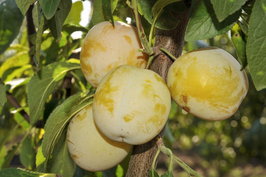 Ренклод золотистый