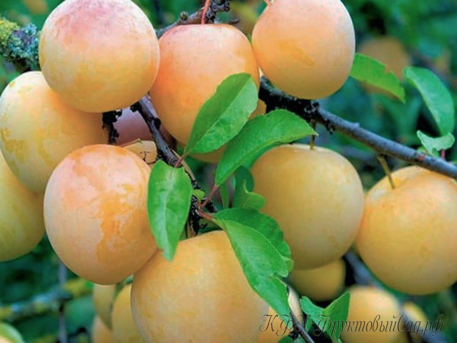 Алыча Светлячок