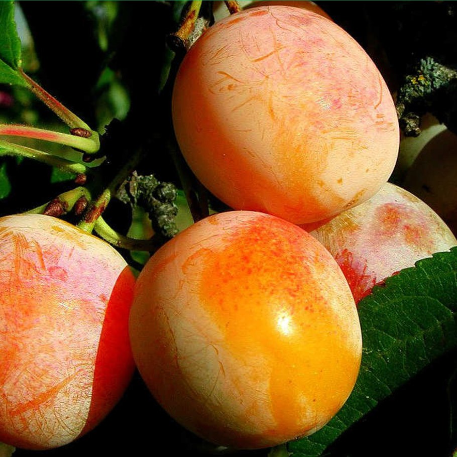 Слива алыча желтая