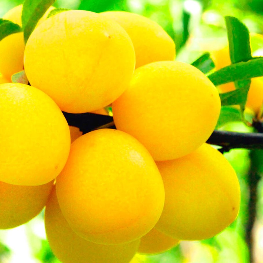 Ренклод Альтана