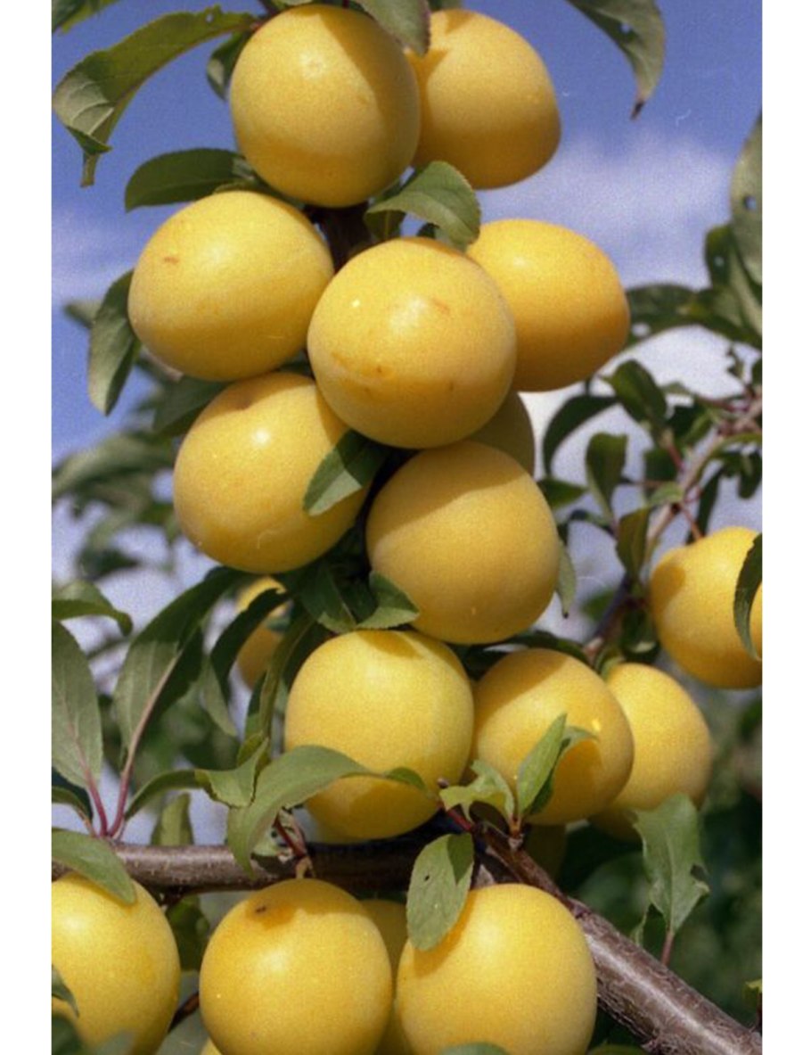 Слива желтая Яхонтовая