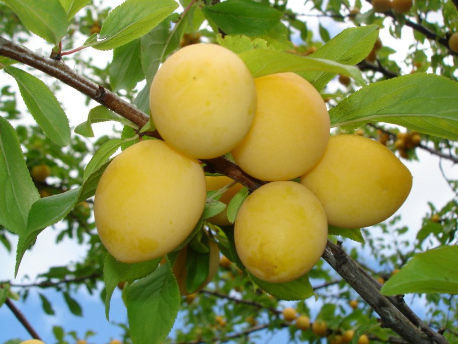 Ренклод Альтана