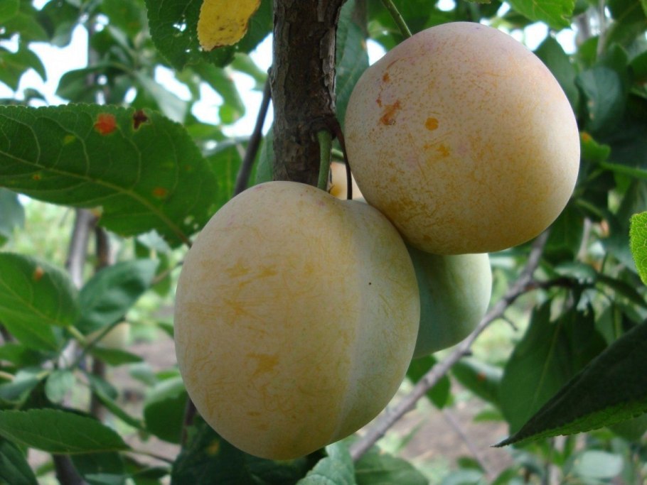 Алыча белая медовая