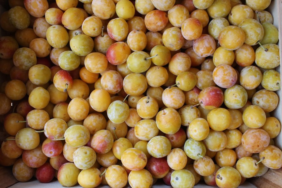 Слива желтая белая медовая