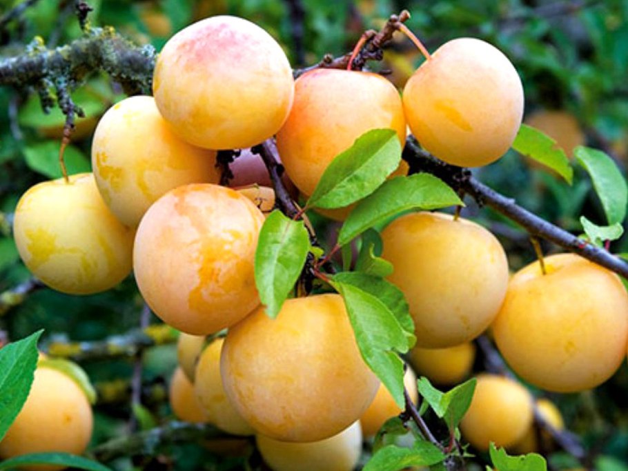 Ренклод Альтана