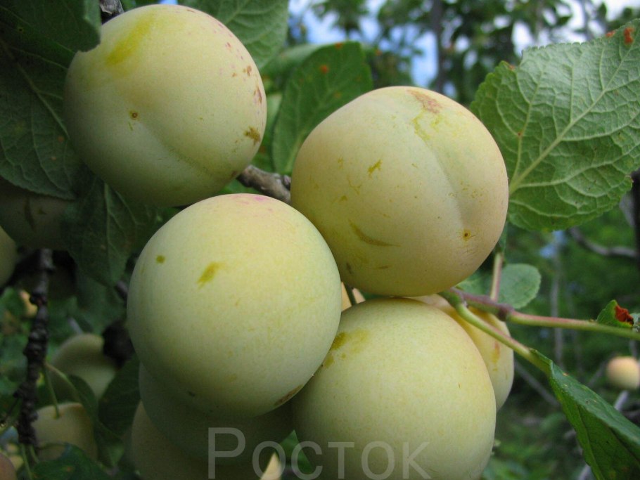 Алыча злато скифов