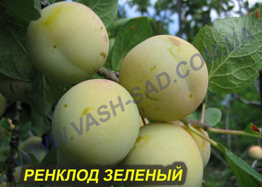 Слива колоновидная медовая