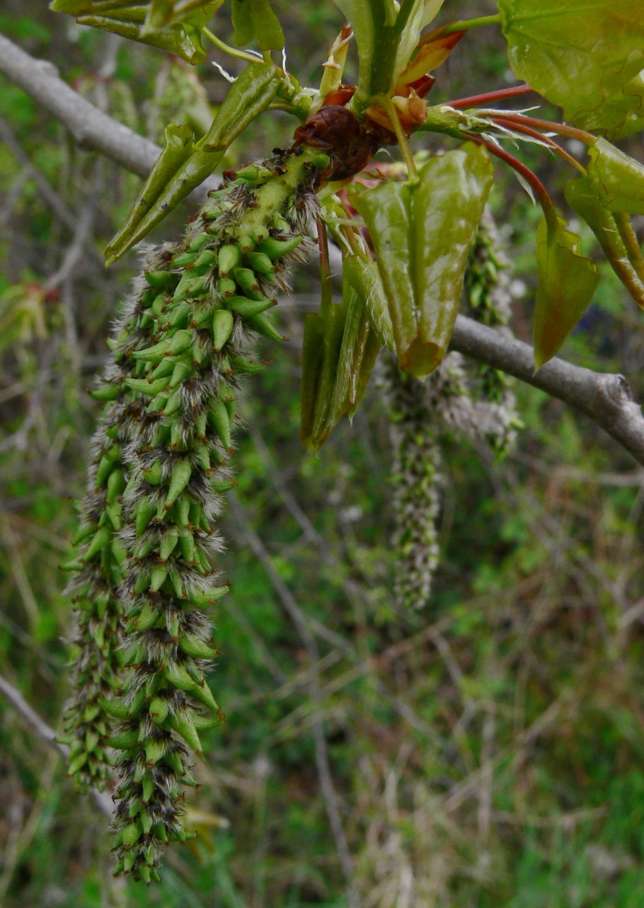 Береза повислая "Atropurpurea" Betula pendula "Atropurpurea"