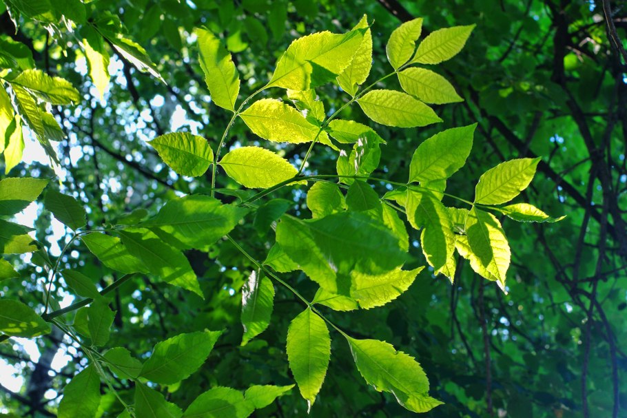 Ясень обыкновенный Fraxinus Excelsior