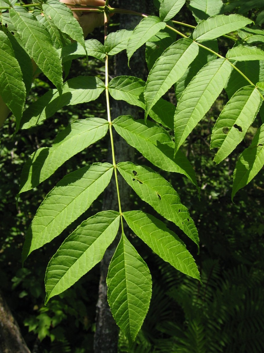 Ясень зеленый Fraxinus lanceolata