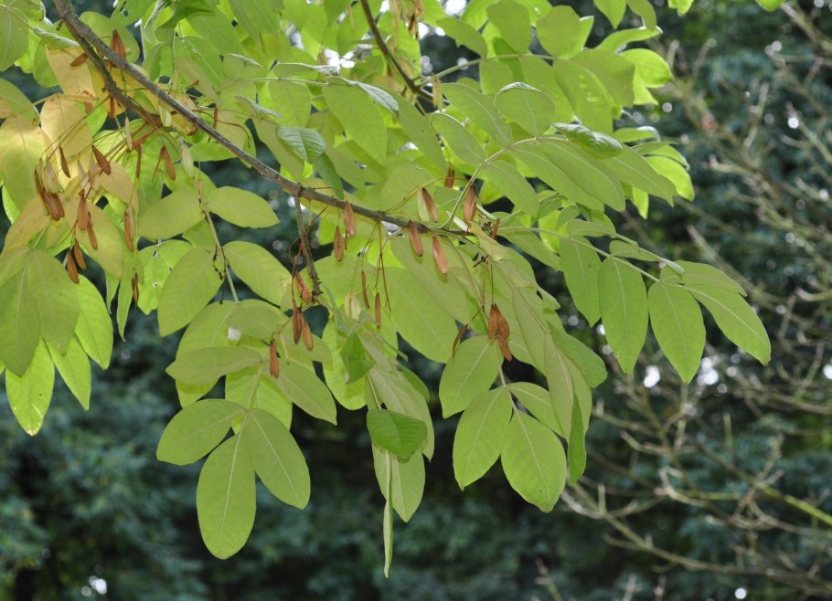 Ясень обыкновенный -Fráxinus Excélsior