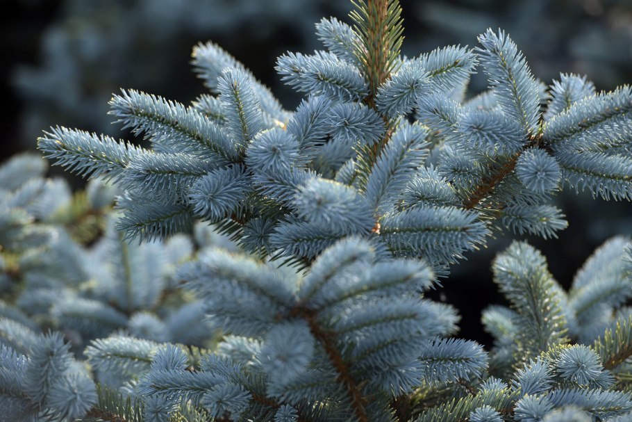 Ель колючая Picea pungens