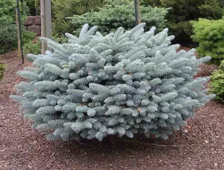 Голубая ель Picea pungens супер Блю