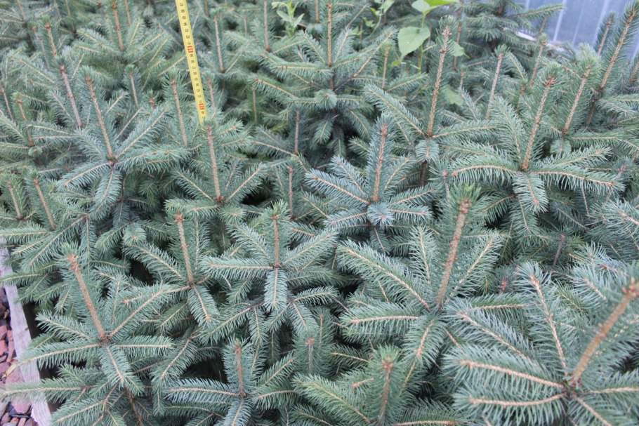 Ель колючая Edith