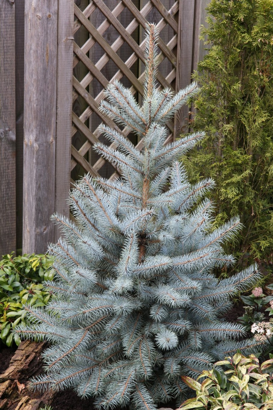 Ель колючая Глаука Picea pungens