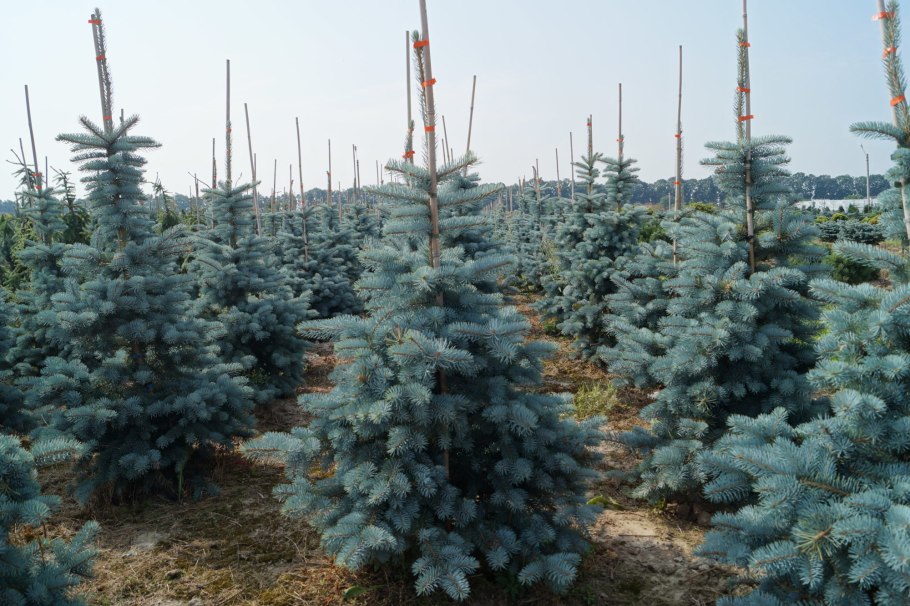 Ель пунгенс Блю Болл