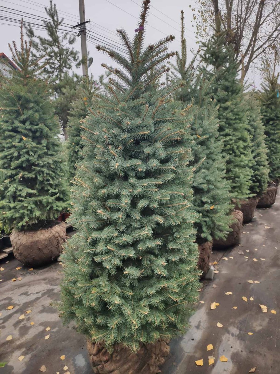 Ель колючая fat Albert