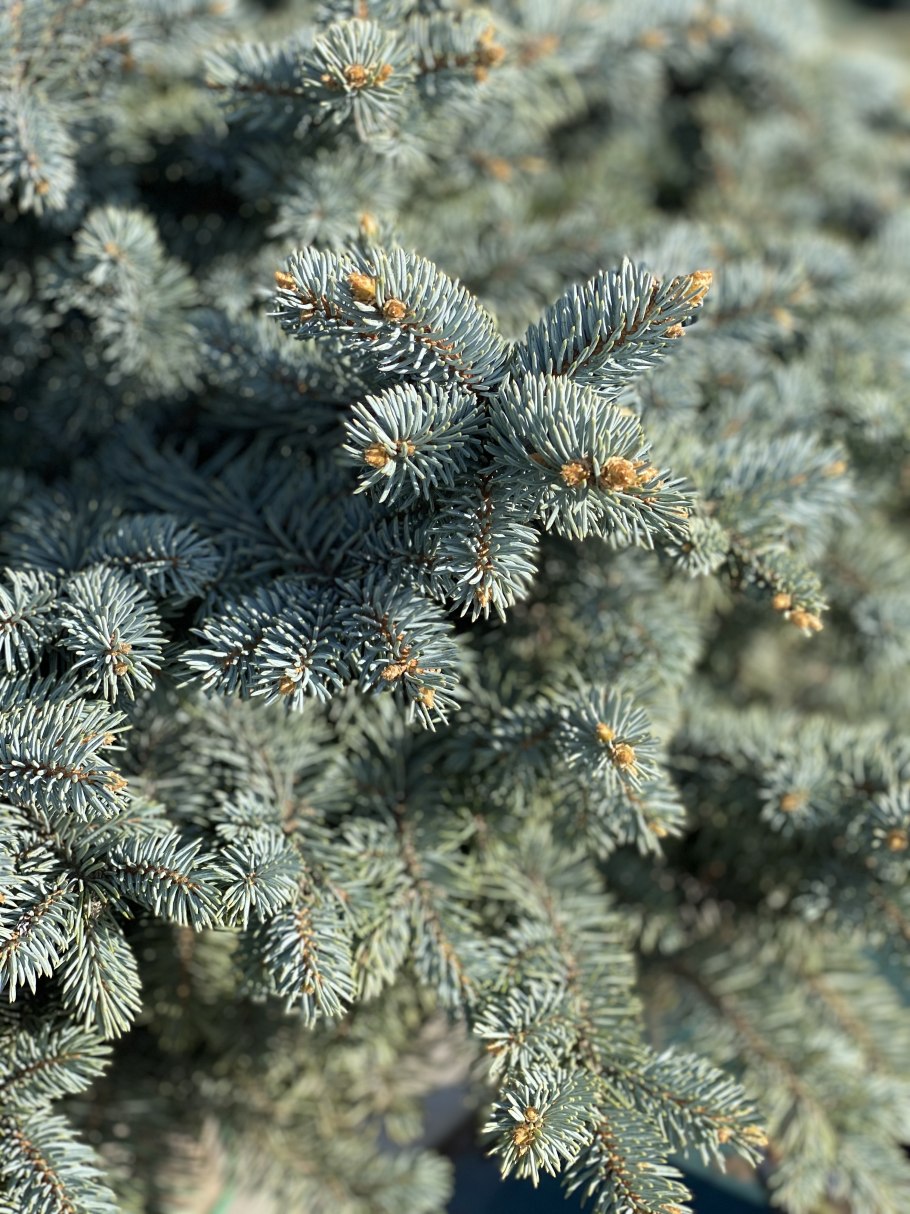 Ель колючая Хупси