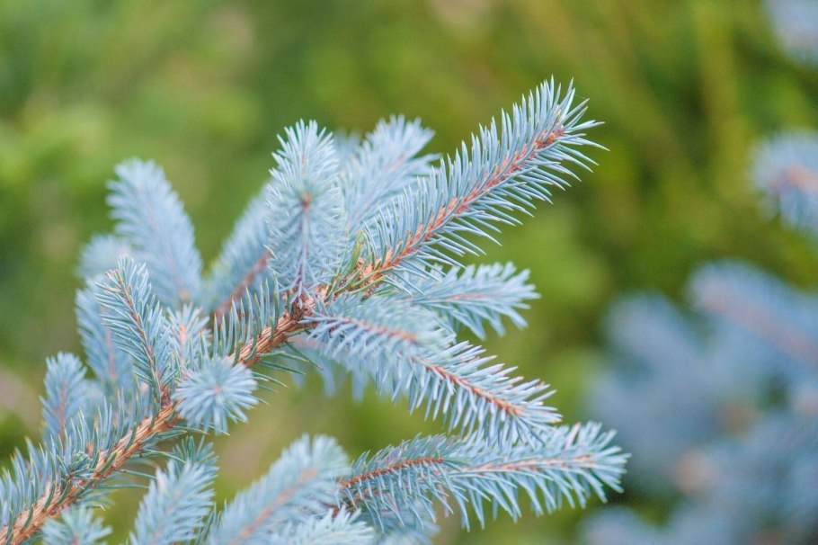 Ель колючая picea pungens