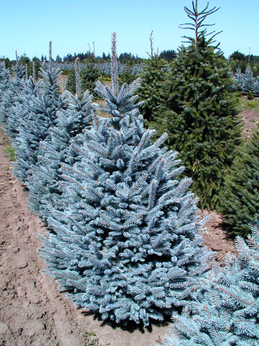 Ель колючая глаука супер блю сидлинг