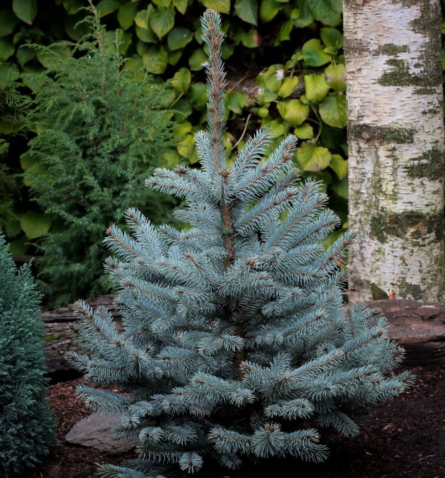 Ель голубая Глаука