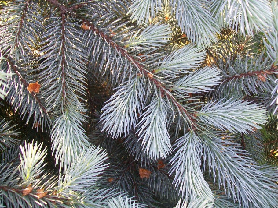 Голубая ель Глаука кебаб