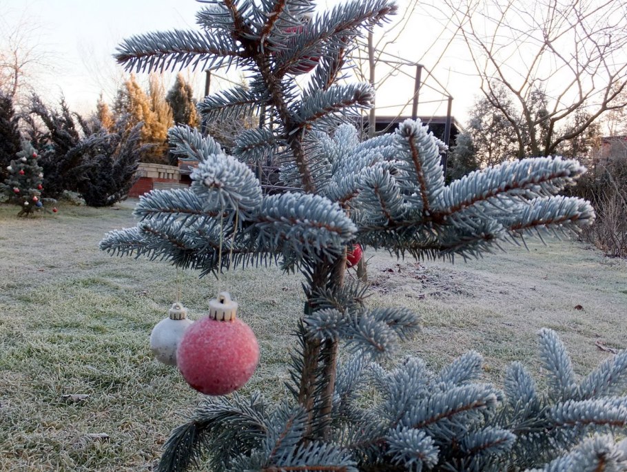 Picea pungens glauca globosa