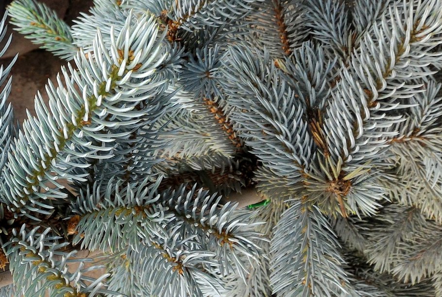 Ель колючая "Bialobok" (Белобок)