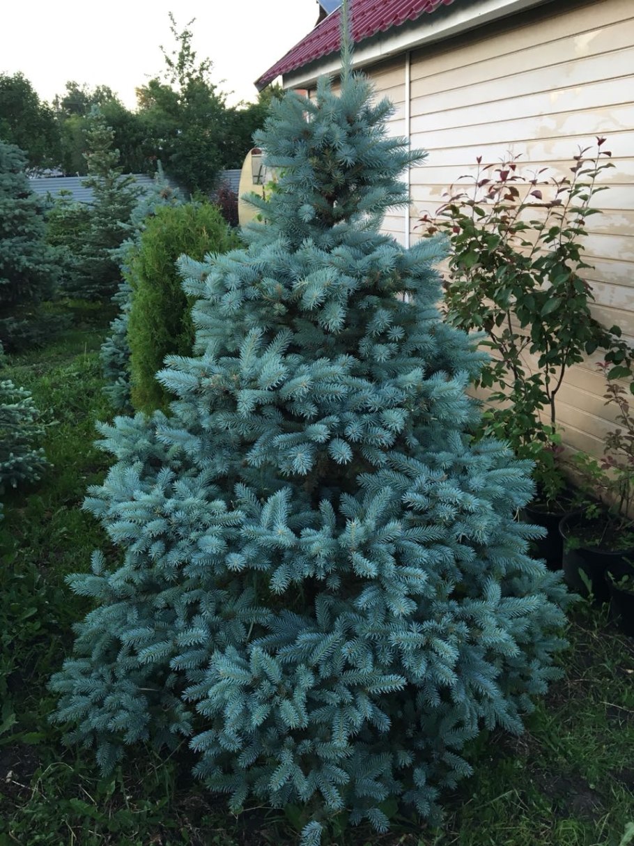 Ель Глаука Picea pungens