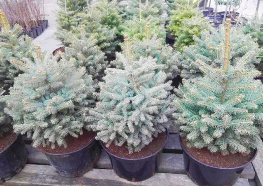 Голубая ель Блю Стар