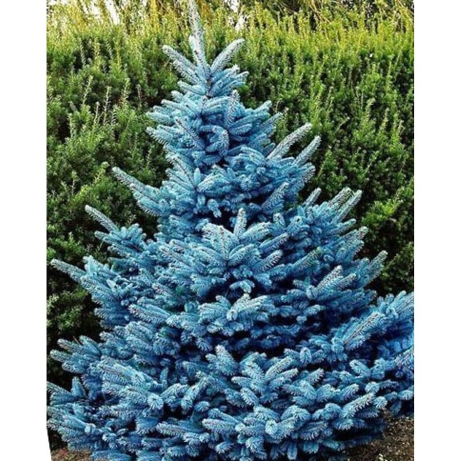 Ель колючая (picea pungens super blue)
