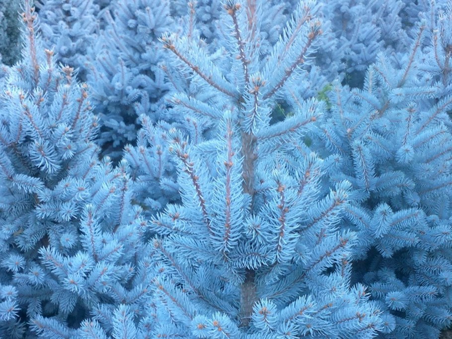 Ель Глаука Аризона