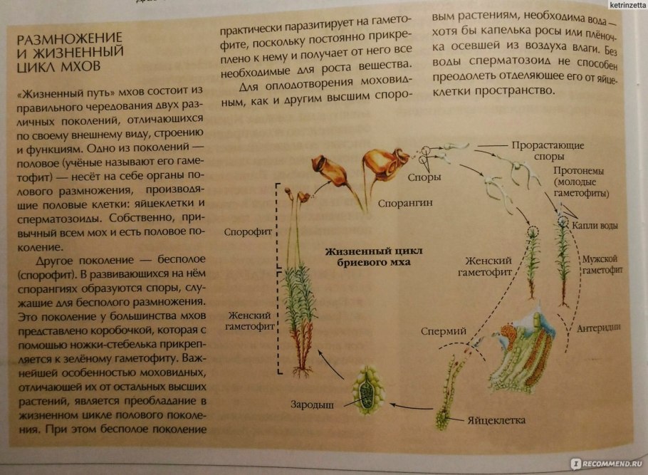 Жизненный цикл мха Кукушкин лен схема