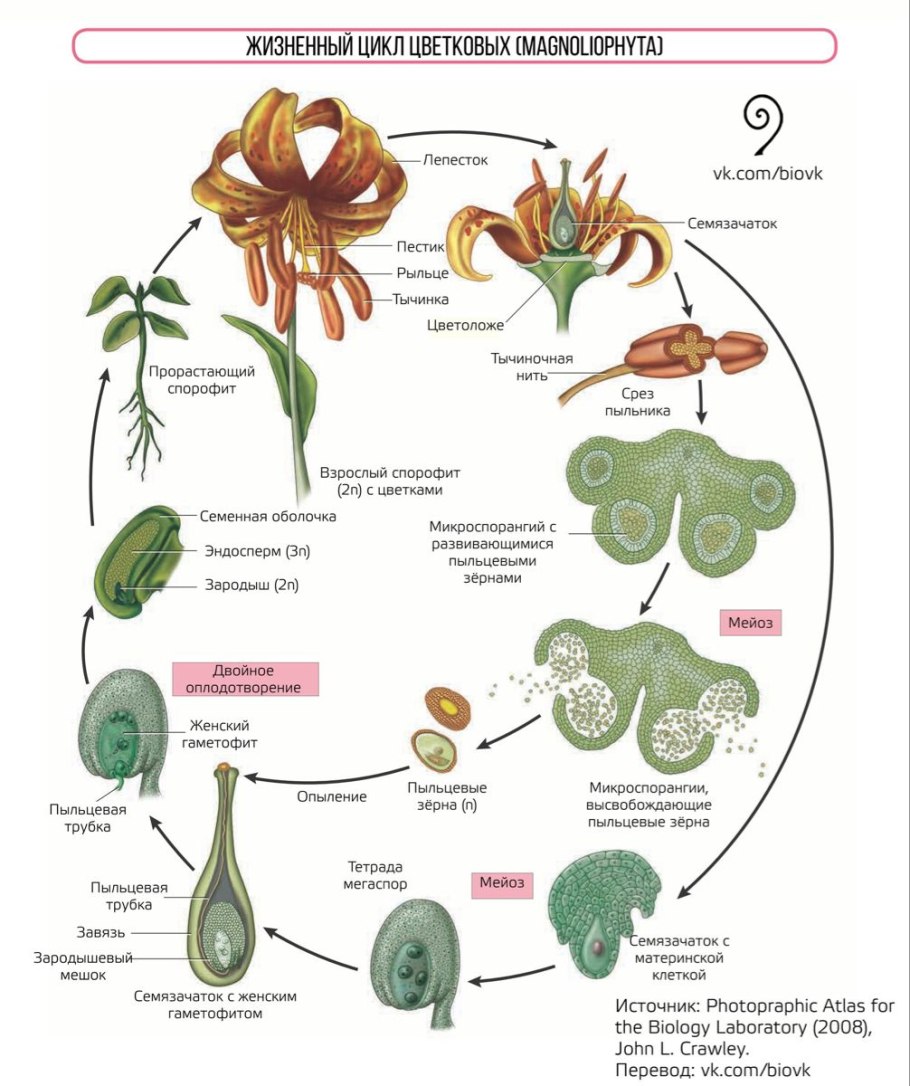 Систематика растений дерево