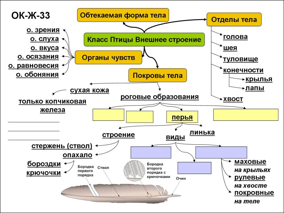Размножение папоротникообразных схема