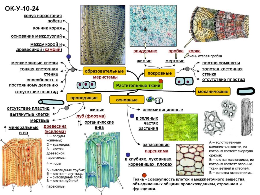 Печеночники и листостебельные мхи