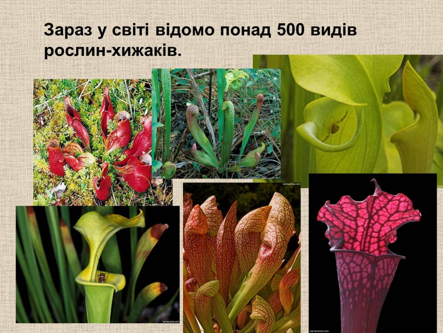 Растения хищники 6 класс биология