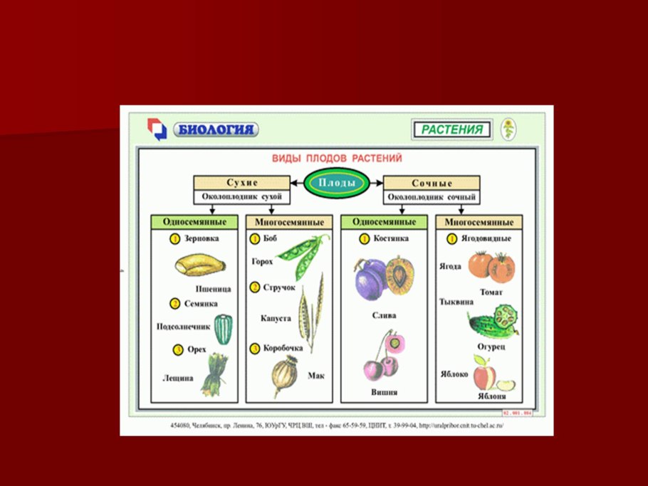 Растения разных жизненных форм