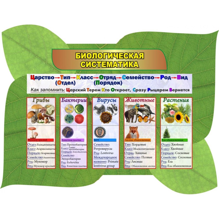 Что такое лист листовая пластинка черешок жилки