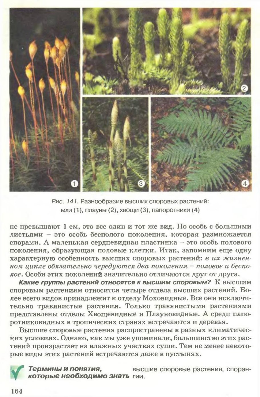 Высшие споровые растения Таксон