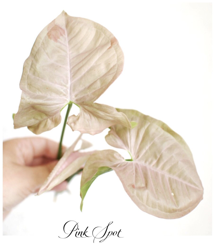 Сингониум неон пинк