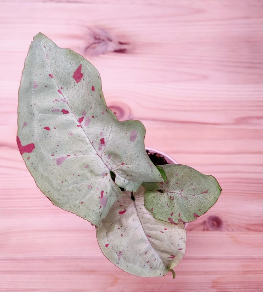 Сингониум конфетти и конфетти Триколор