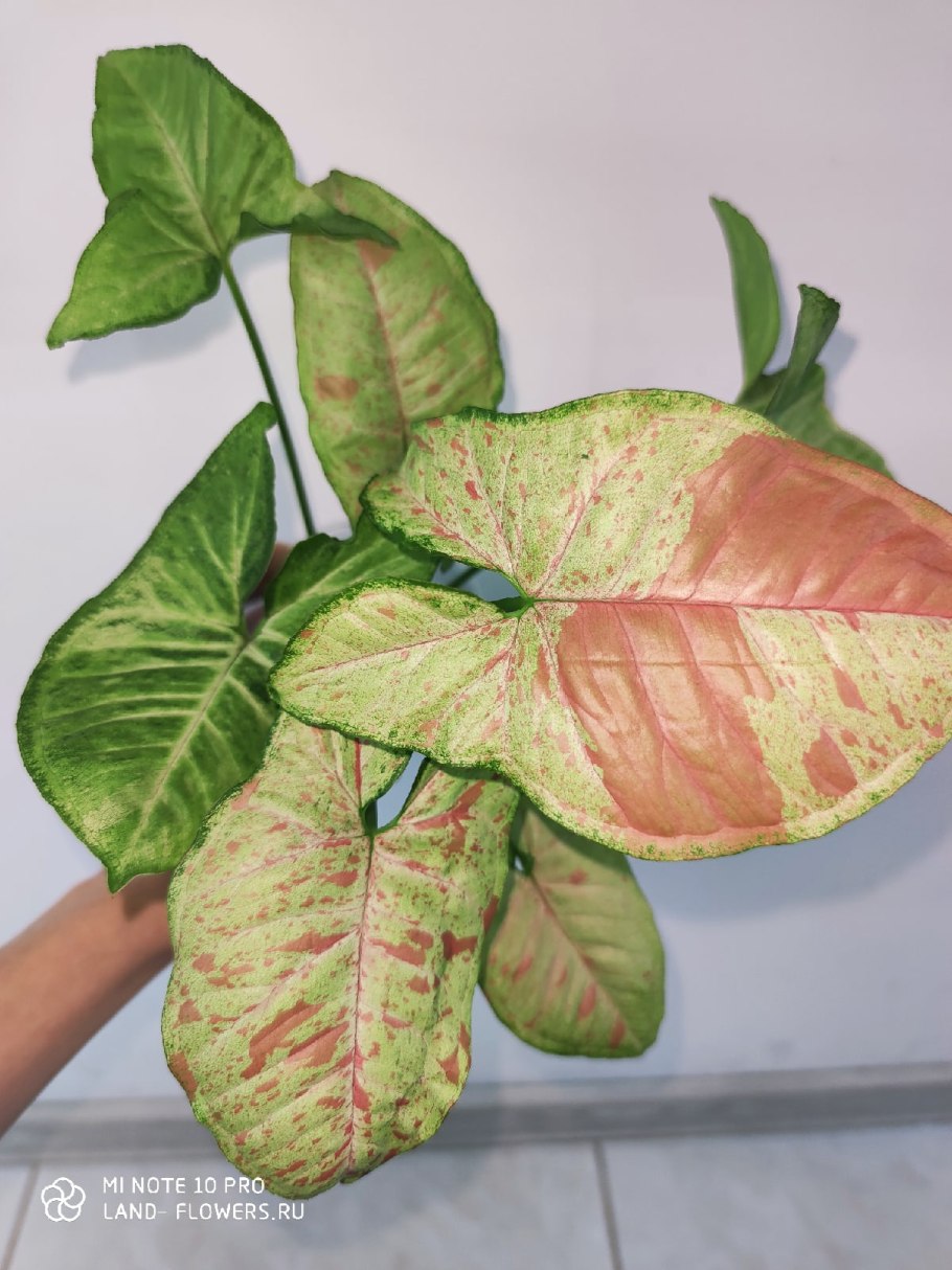 Сингониум конфетти розовый