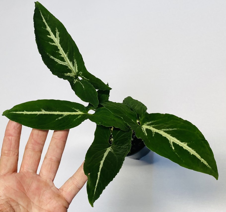 Сингониум rayii