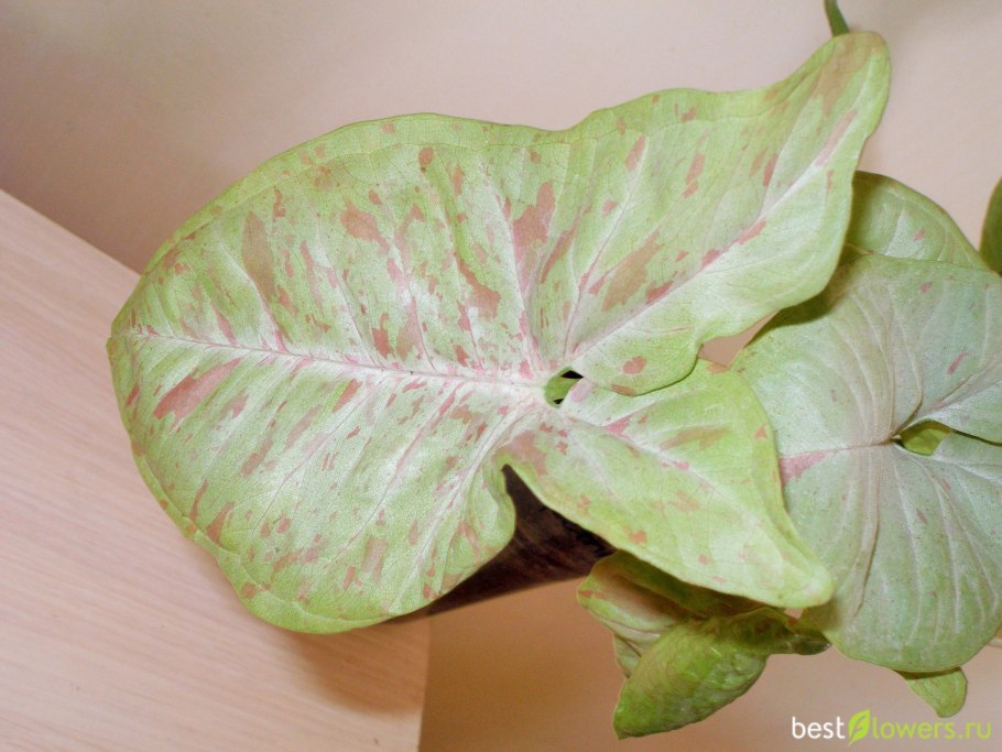 Монстера;сингониум; Драцена; фиалка.