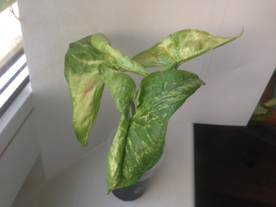 Сингониум ножколистный