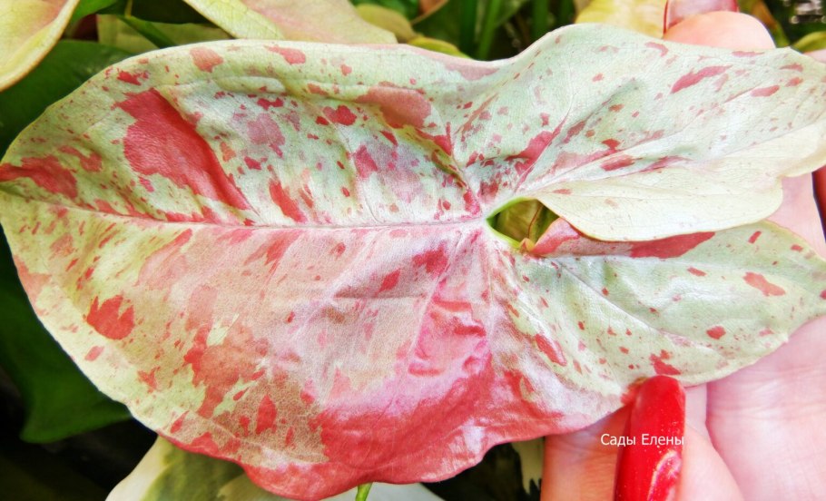 Сингониум конфетти