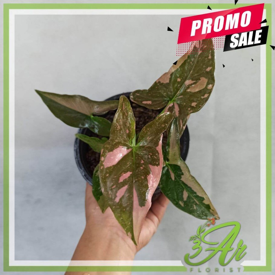 Сингониум пинк сплеш