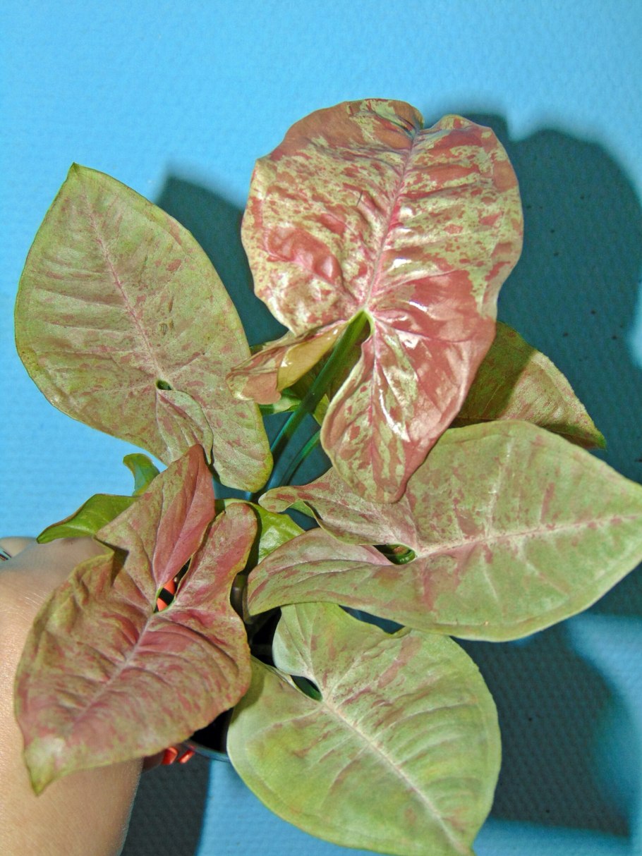 Сингониум Confetti