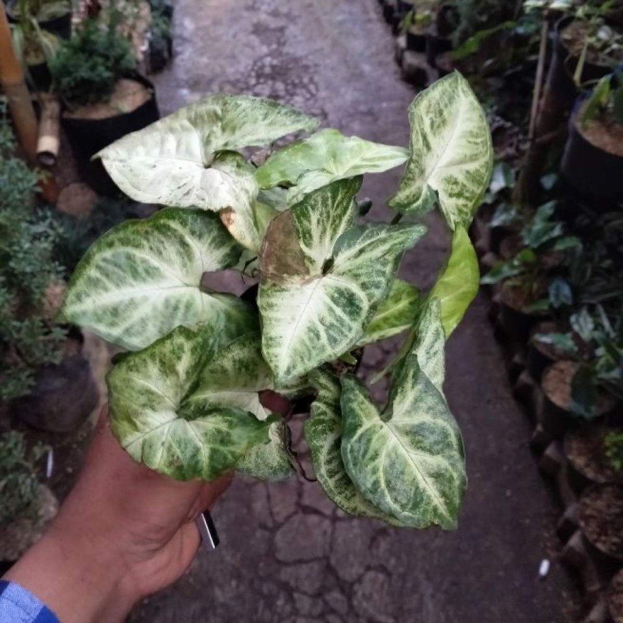 Сингониум Confetti Tricolor